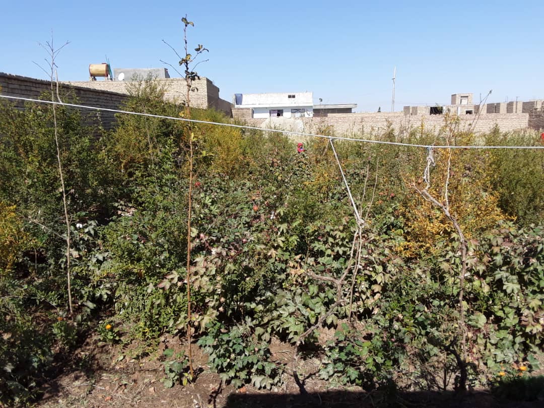 تصویر نمایش داده نشد